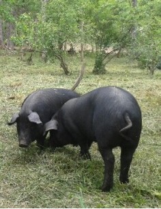 PATE DE CAMPAGNE IBERIQUE... 2